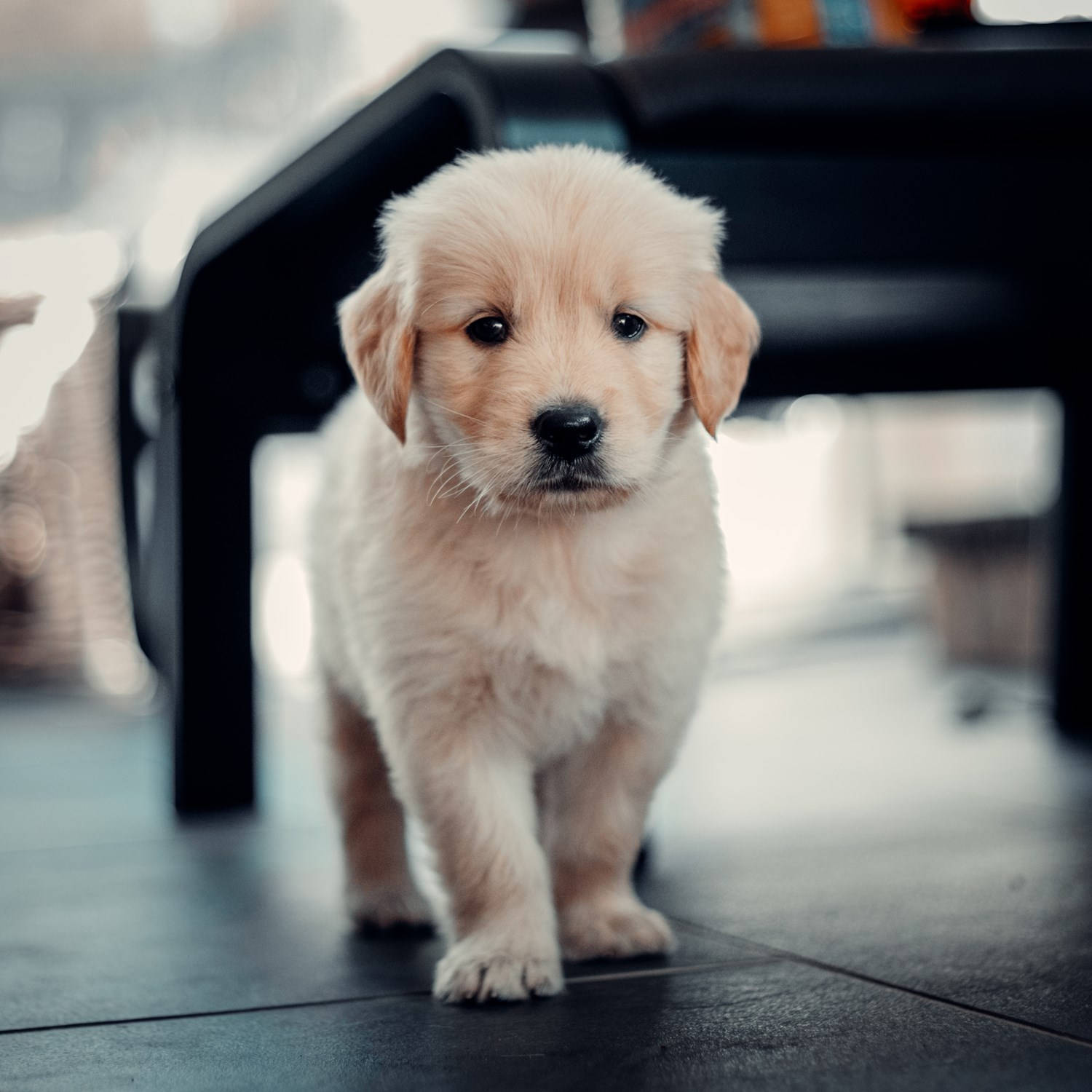 Baby Labrador Dog Walking Wallpaper