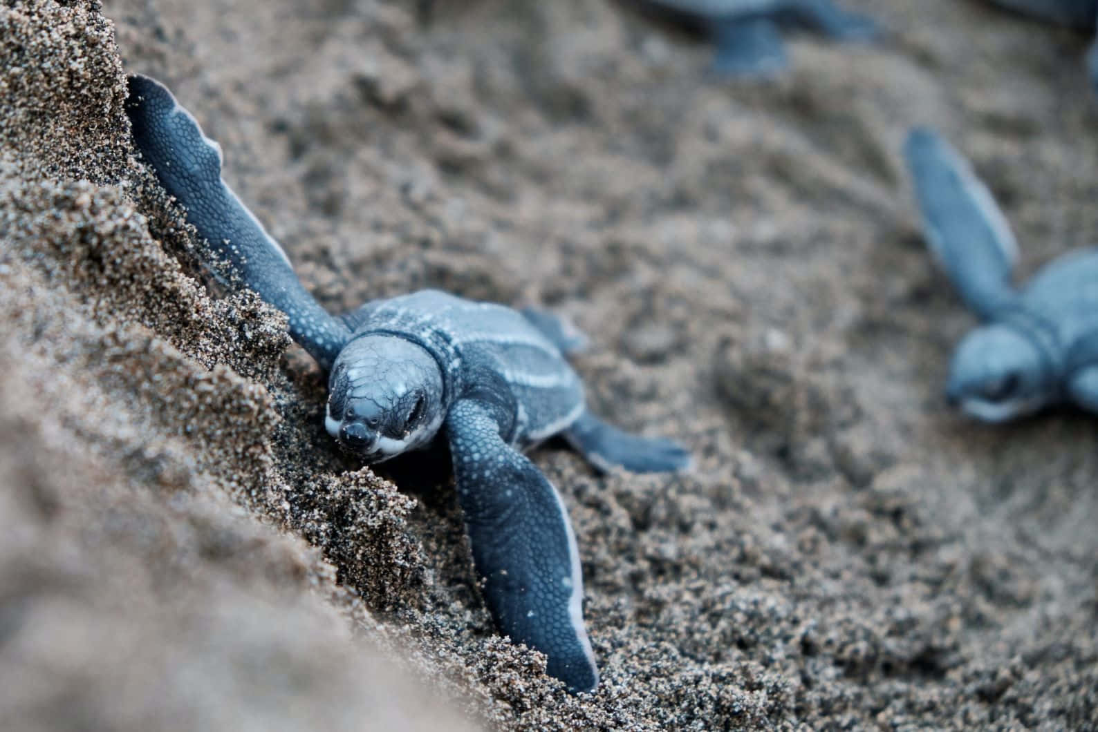 Baby Leatherback Turtles Journeyto Sea Wallpaper