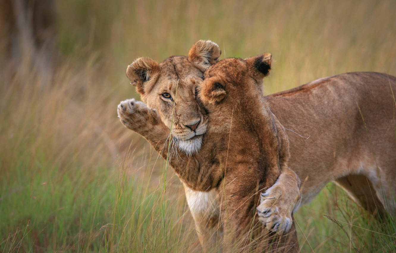 Baby Lion And Lioness Playing Wallpaper