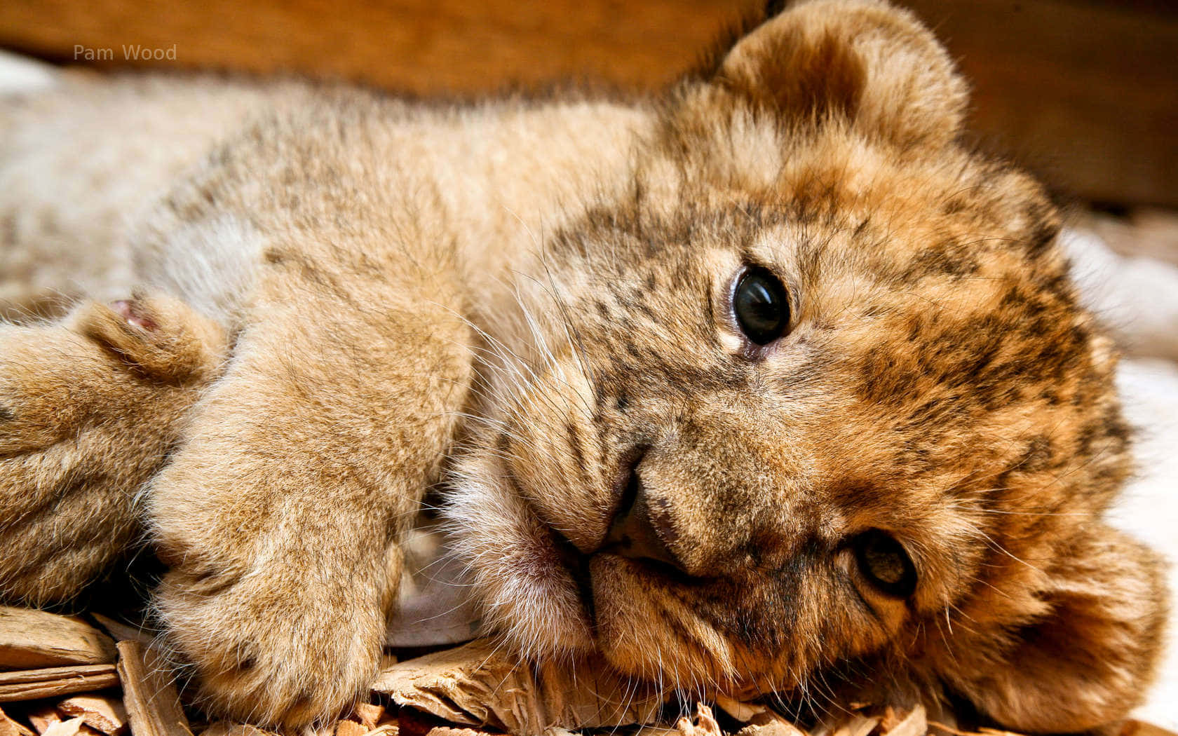 Baby Lion Background