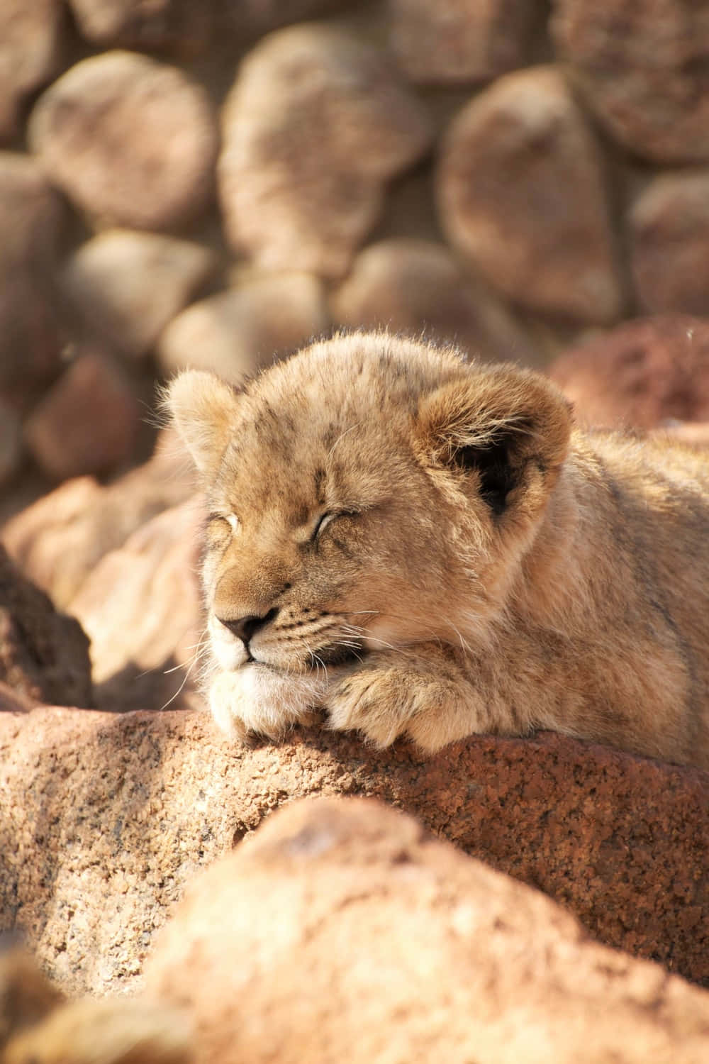 Baby Lion Background