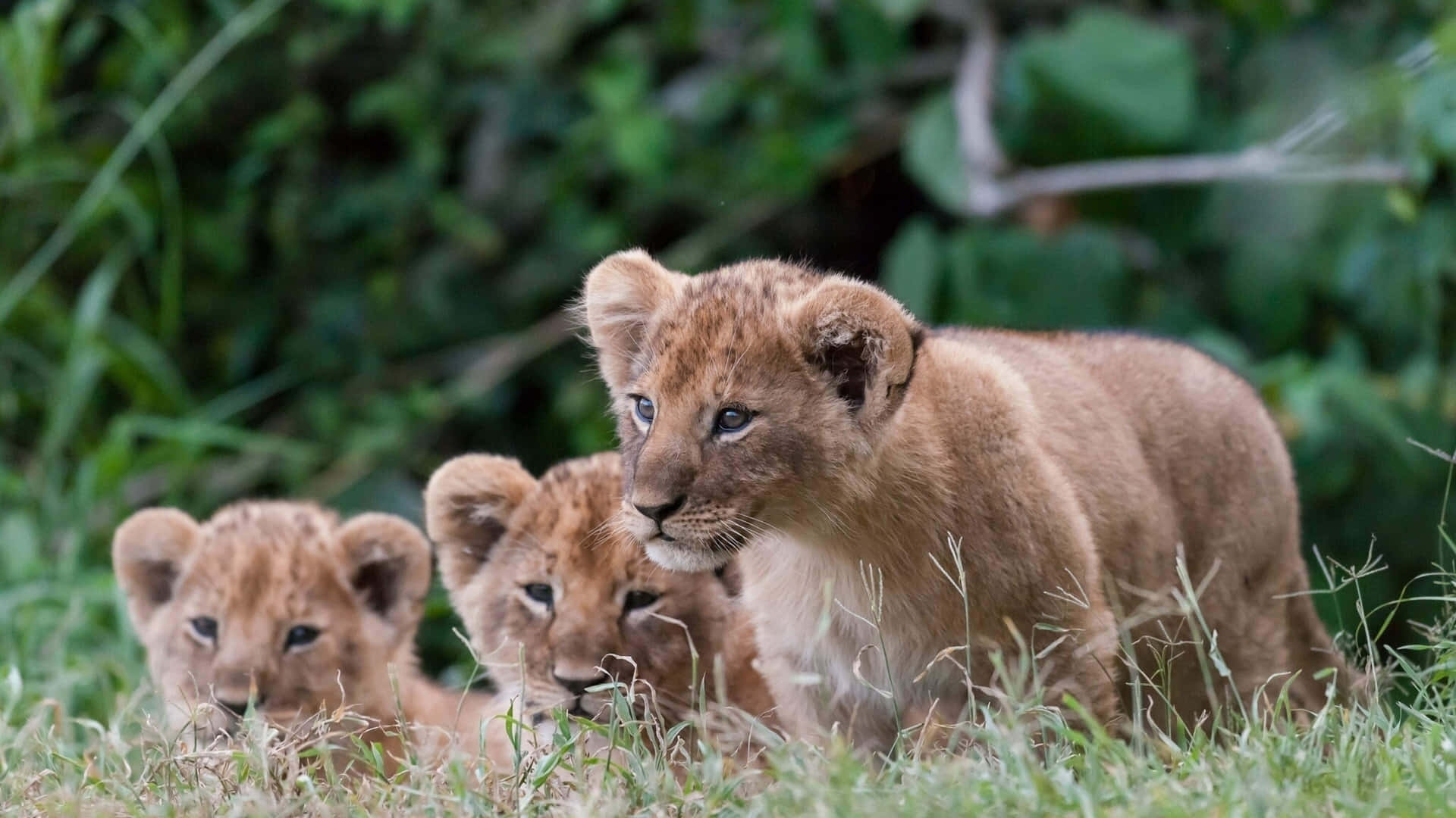 Baby Lion Background