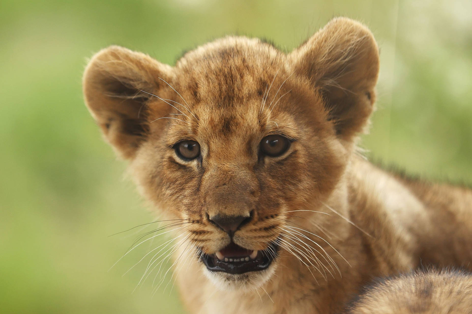 Baby Lion Little Roar Wallpaper