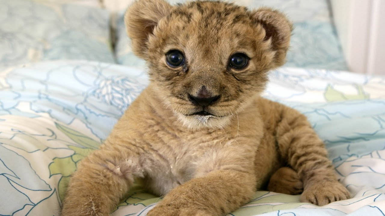 Baby Lion On A Bed Wallpaper