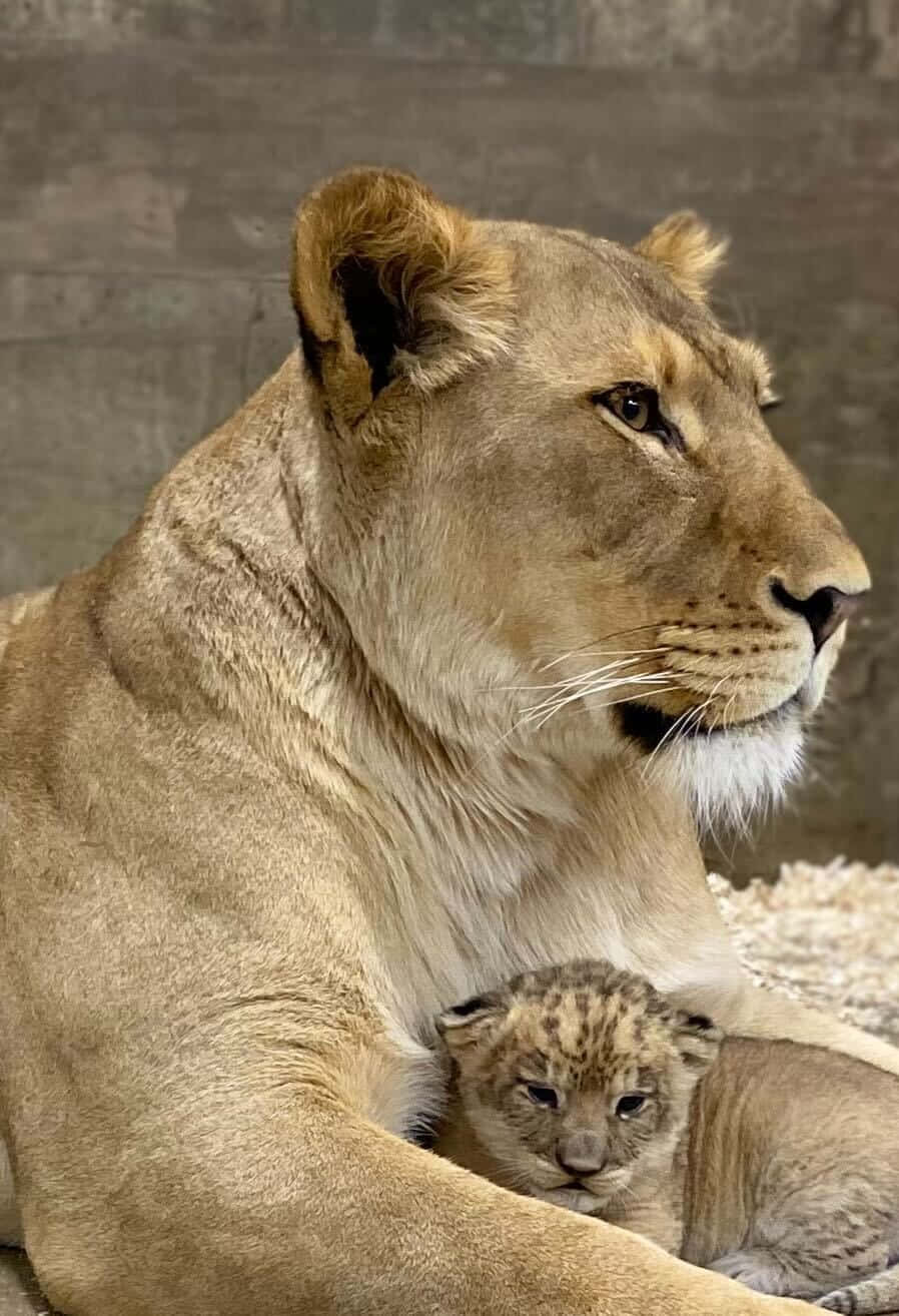 A Cute Baby Lion Cub