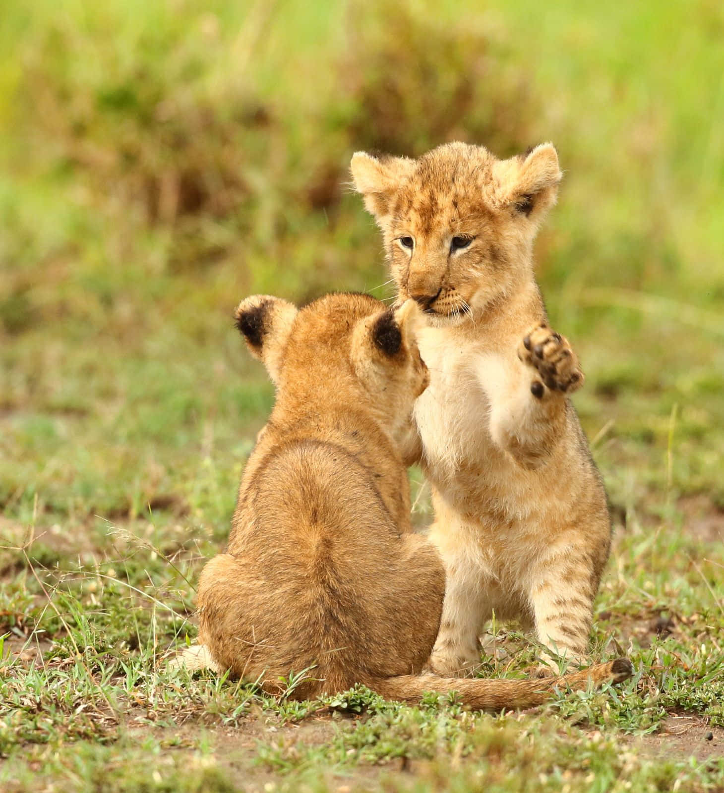 Ensmuk Lille Løveunge, Der Udforsker Det Robuste Afrikanske Landskab.