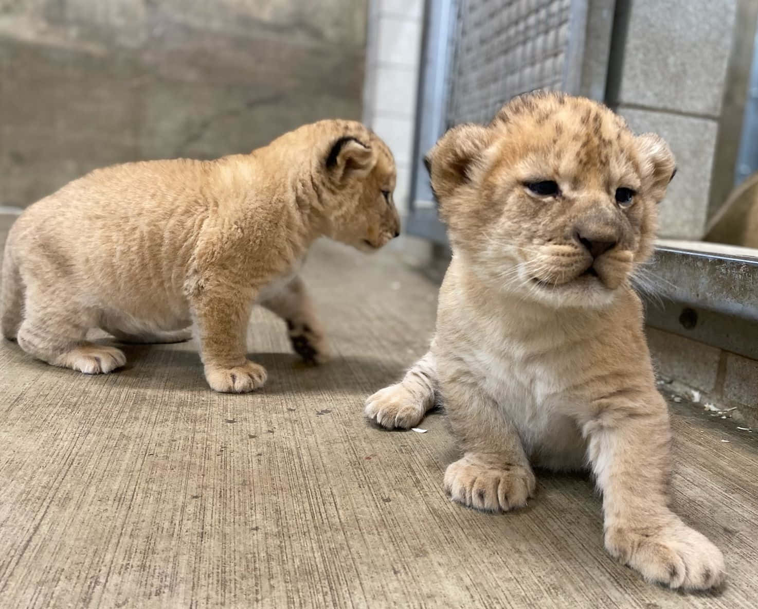Bedårandebaby Lejon