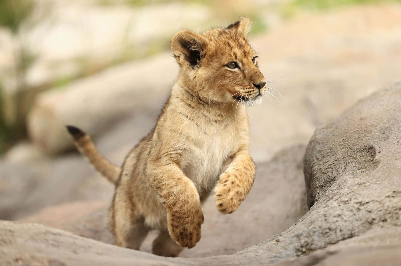 Ensød Baby Løve I Sit Naturlige Habitat.