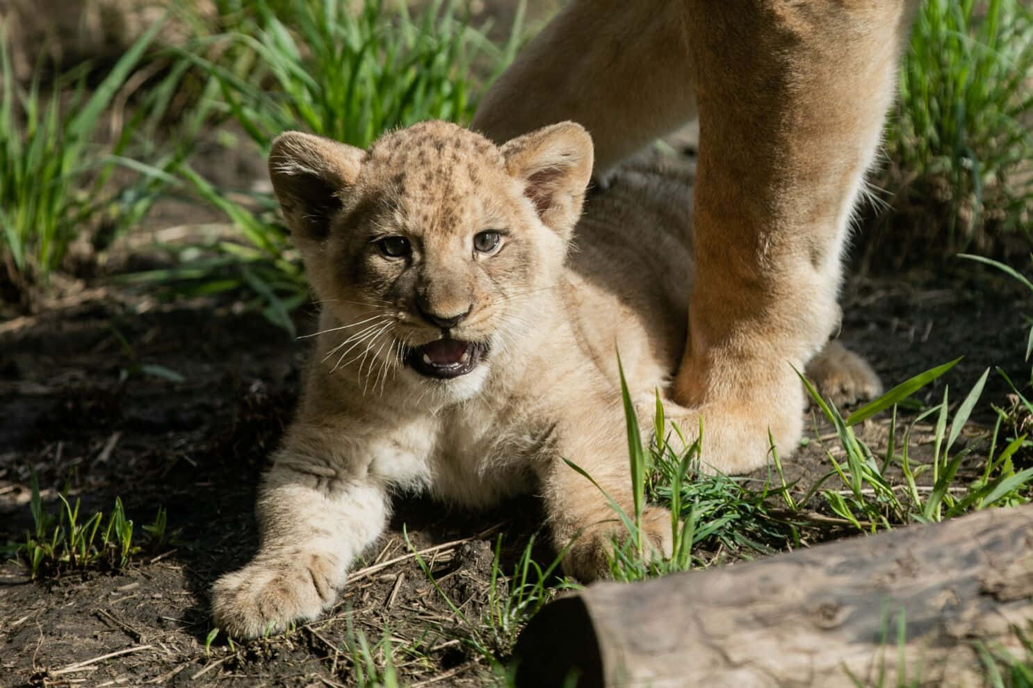 A baby lion cub looking curious