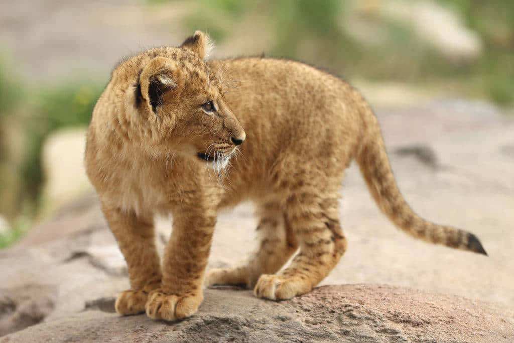 Einneugieriges Löwenbaby Erkundet Sein Neues Zuhause.