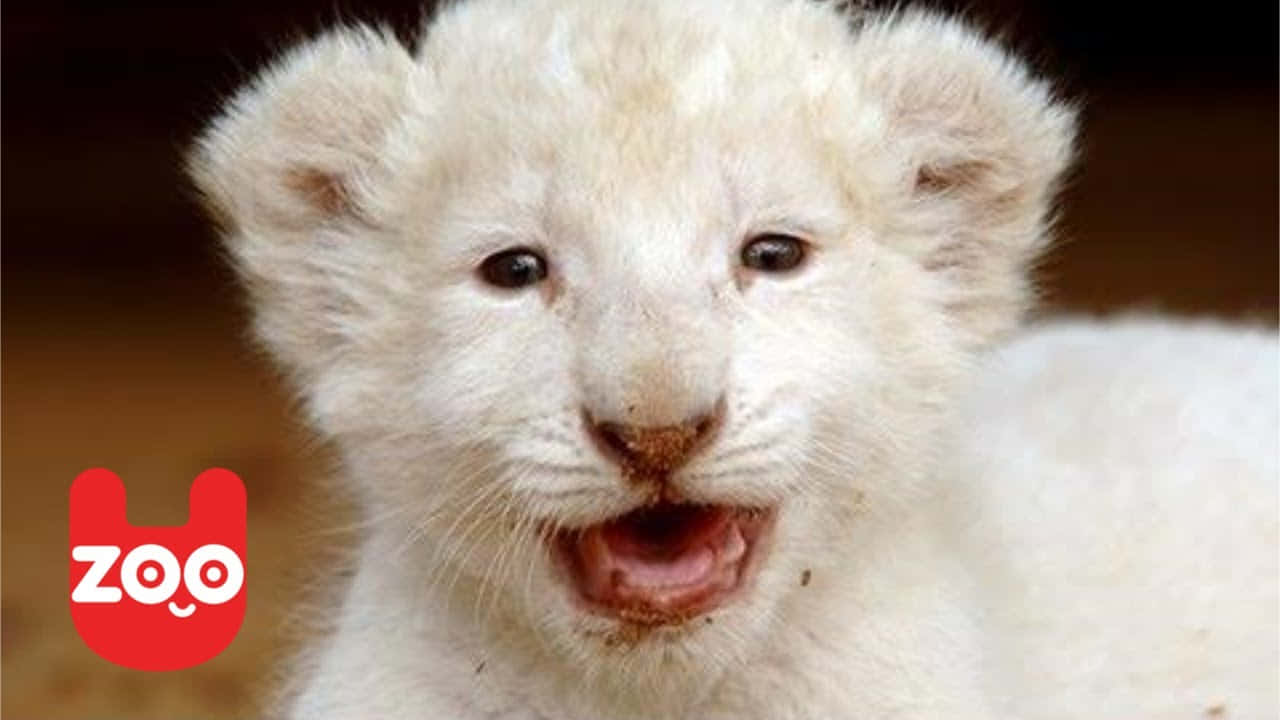 Adorable Baby Lion Cub