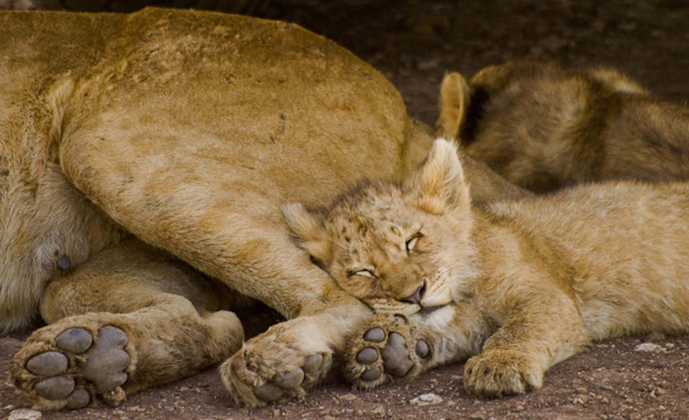 Bedårandelejonunge Kramar Med Mamma Lejon