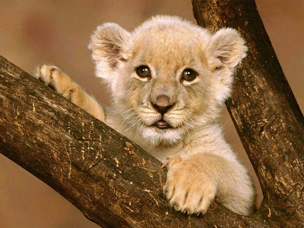 Bildein Baby Löwenjunges
