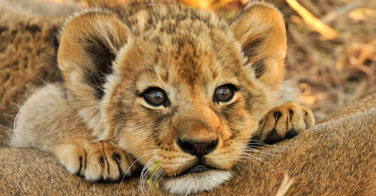 Adorable Baby Lion Enjoys Playtime