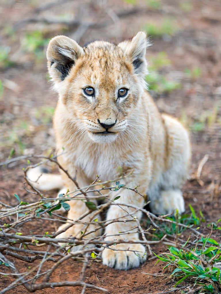 "A Proud Baby Lion Roars"