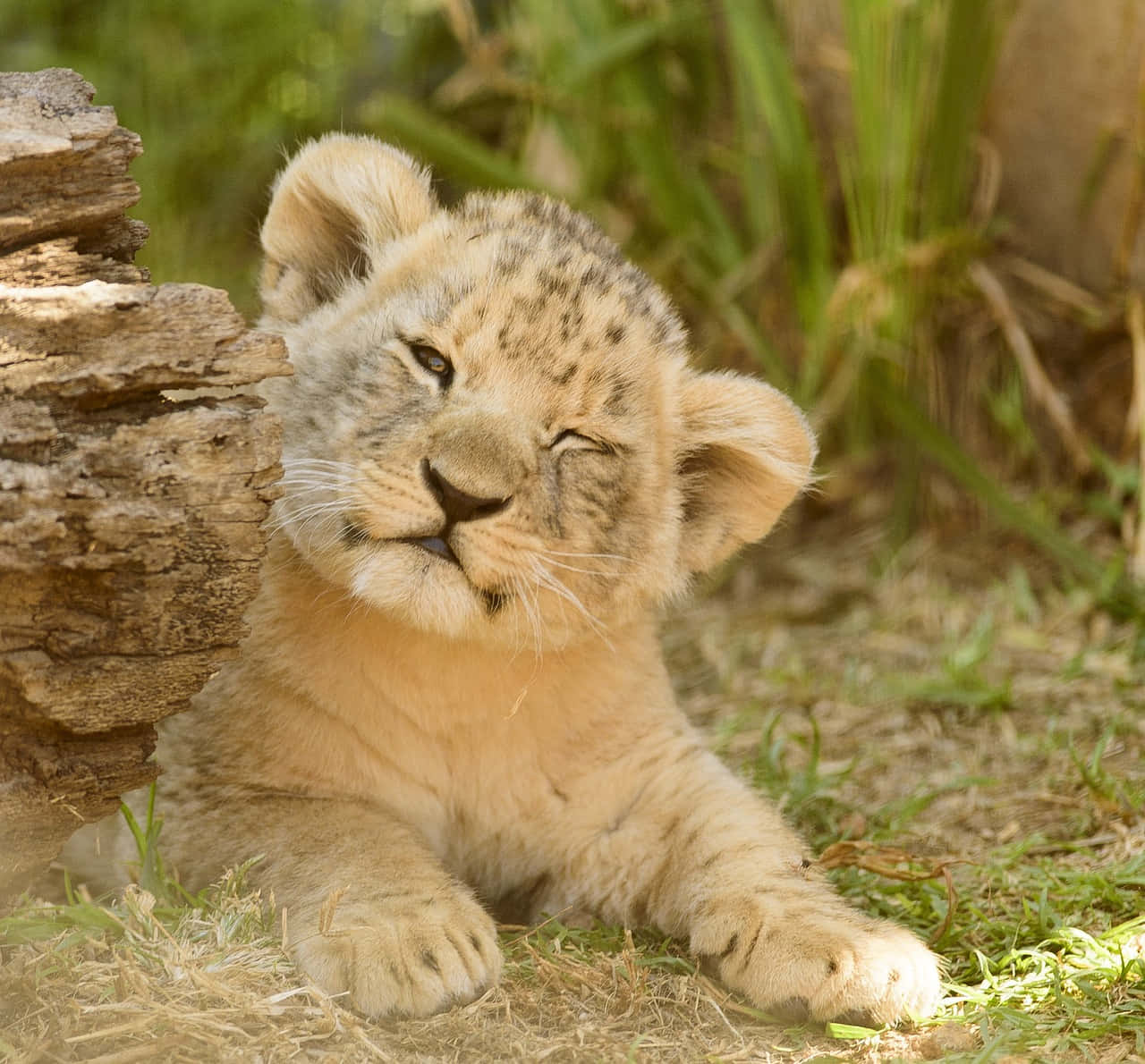 A cute baby lion looks off into the distance.
