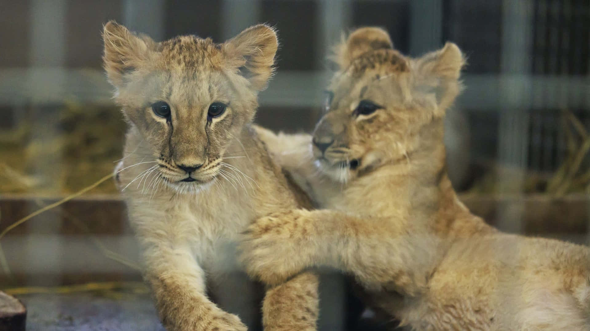 Unpequeño León Curioso Contempla Su Futuro Como Rey De La Jungla.