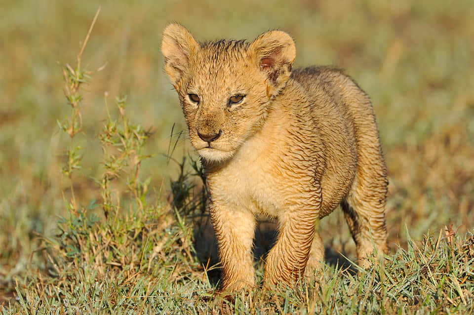 Adorable Baby Lion Cubs