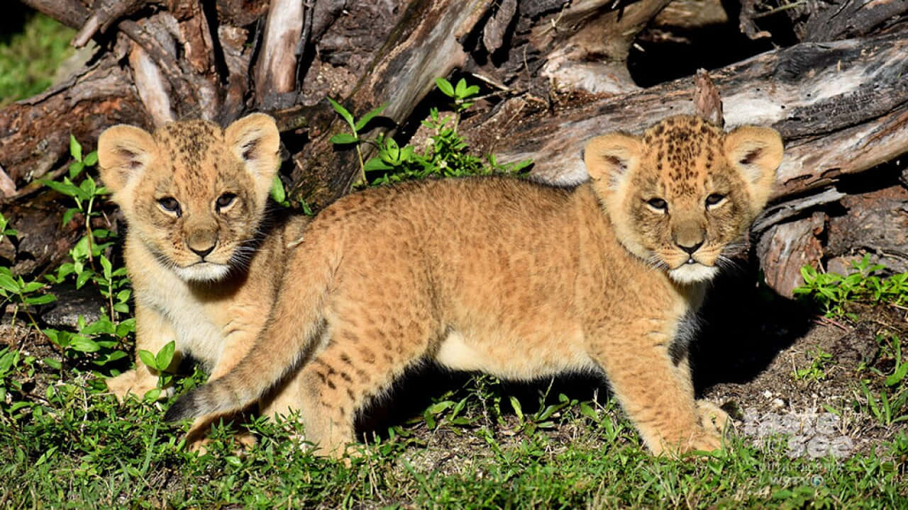 two lion cubs standing in the grass