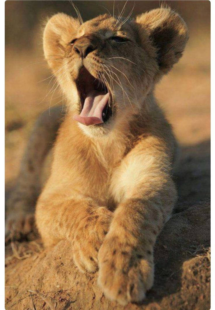 Baby Lion Yawning During Sunset Wallpaper