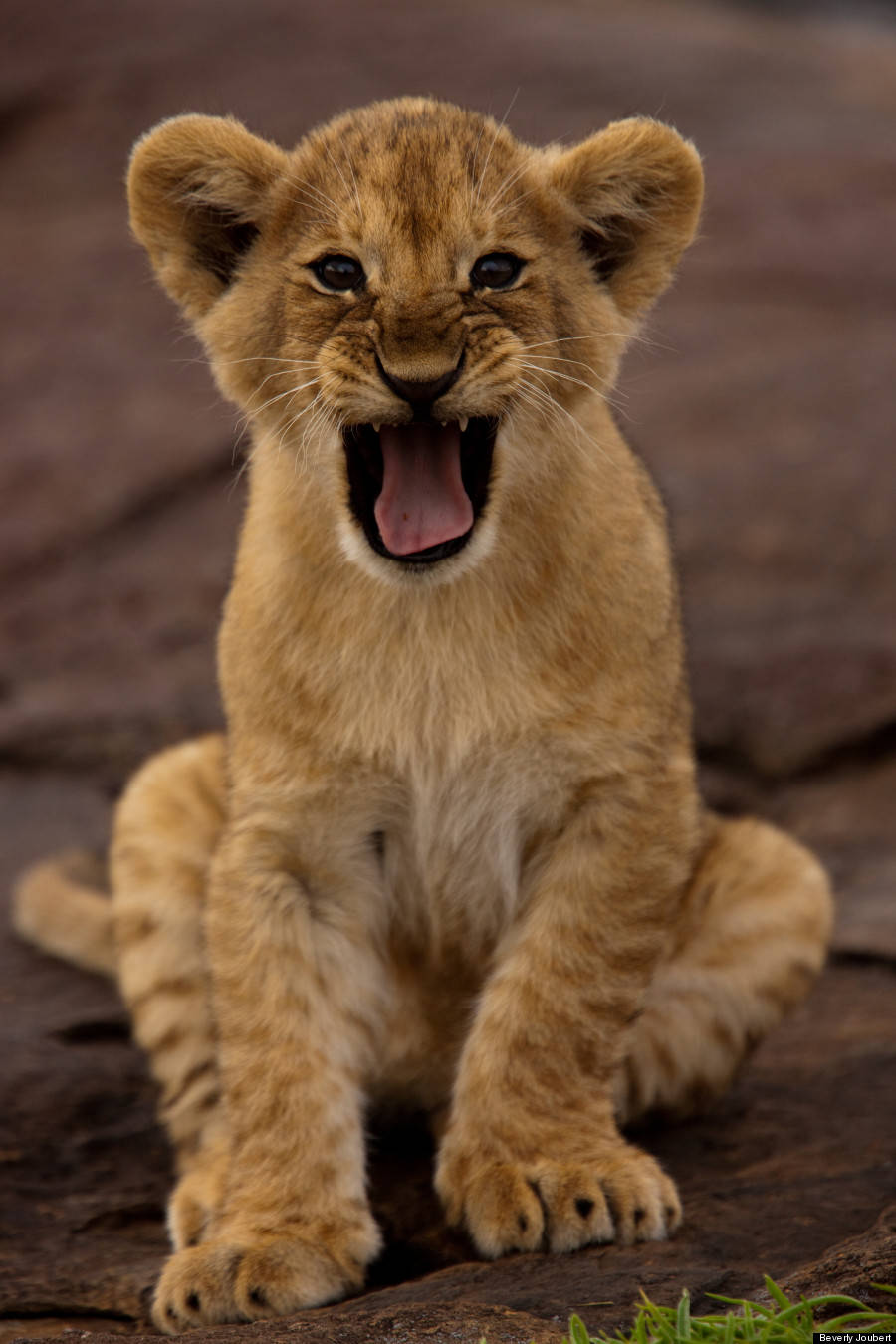 Baby Lion Yawning Portrait Wallpaper