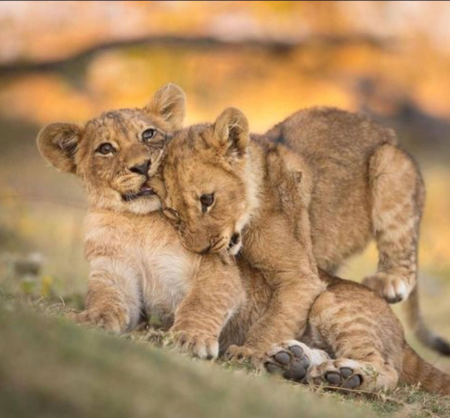 Baby Lions Playing Wallpaper