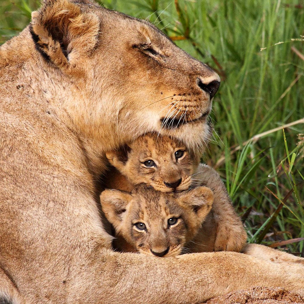 Baby Lions Under Their Mother Wallpaper