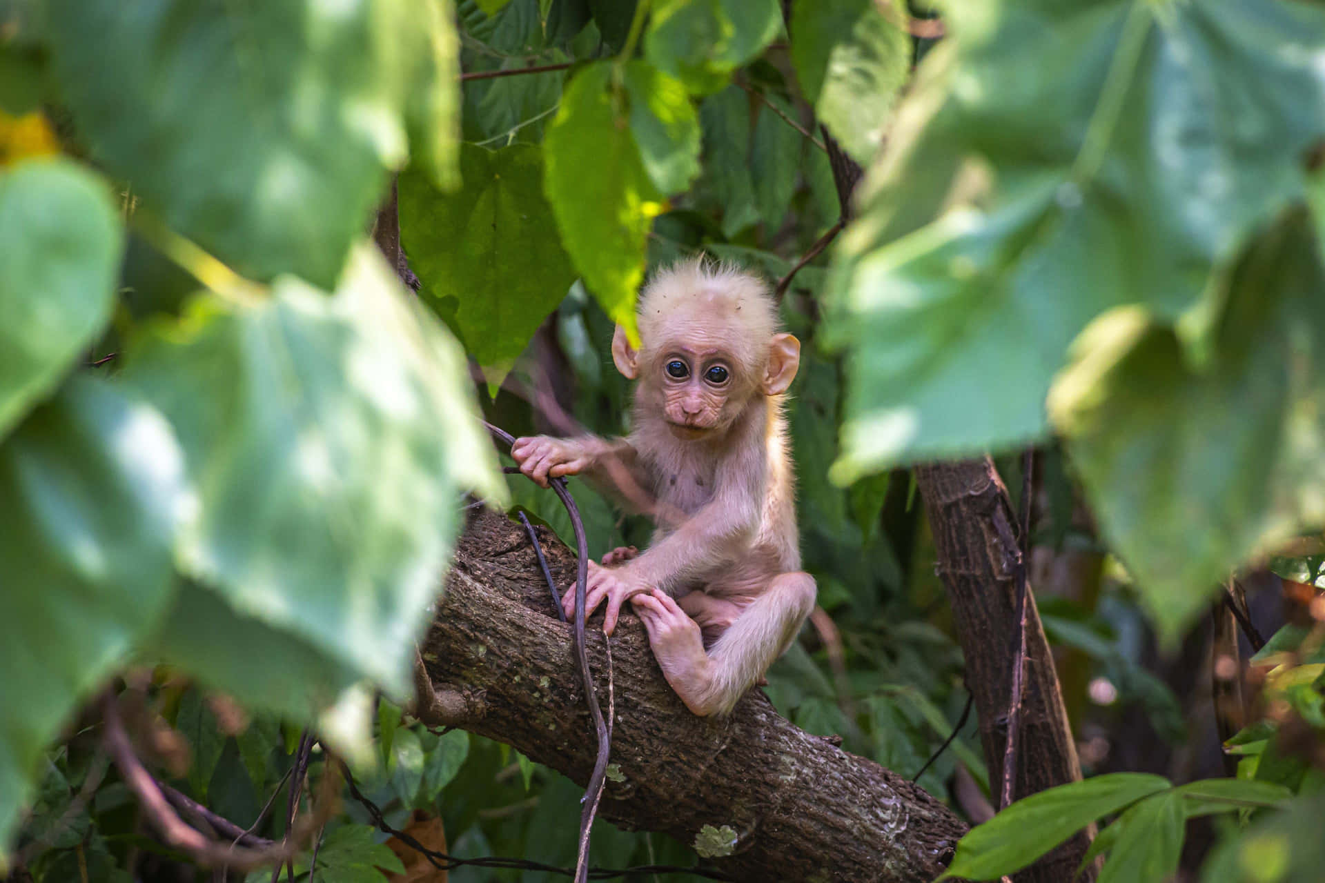 Baby Macaquein Natural Habitat Wallpaper