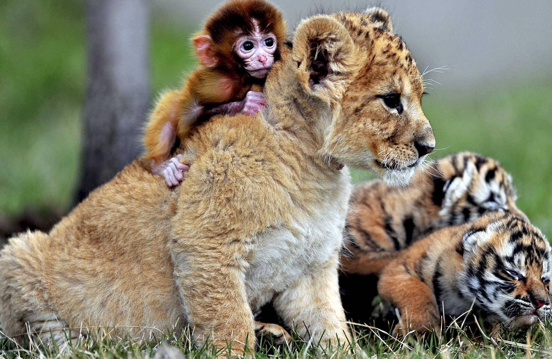 Baby Monkey And Lion Cub Wallpaper