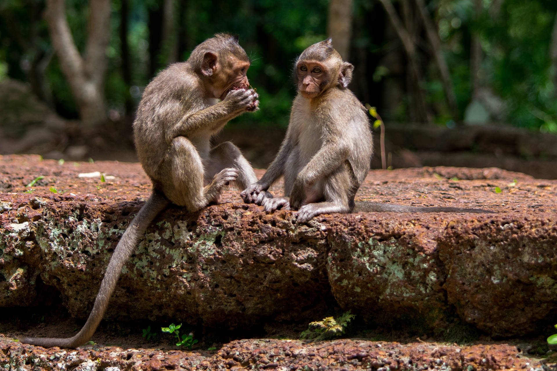 Bebê Macaco Comendo Papel de Parede