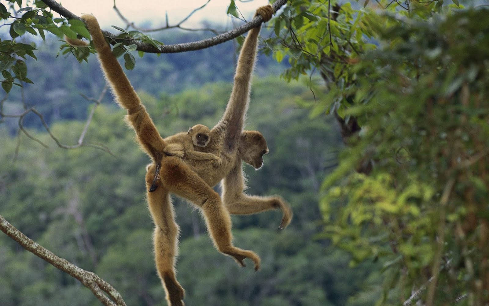 Bebê Macaco Pendurado Papel de Parede