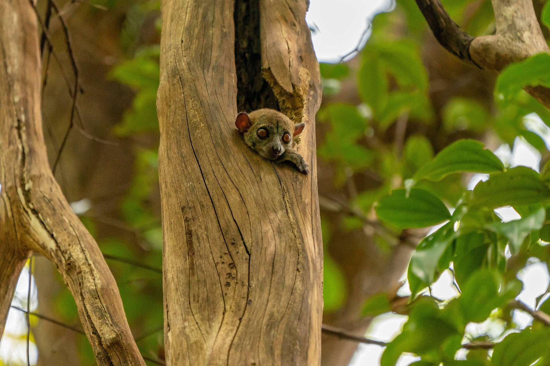 Baby Monkey On A Tree Wallpaper