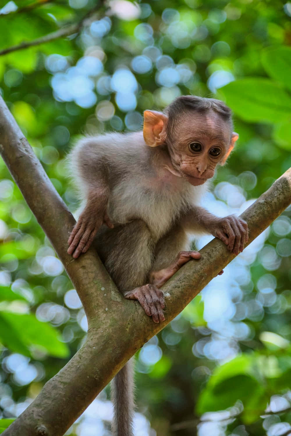 Adorable Baby Monkey Looking Up at Camera
