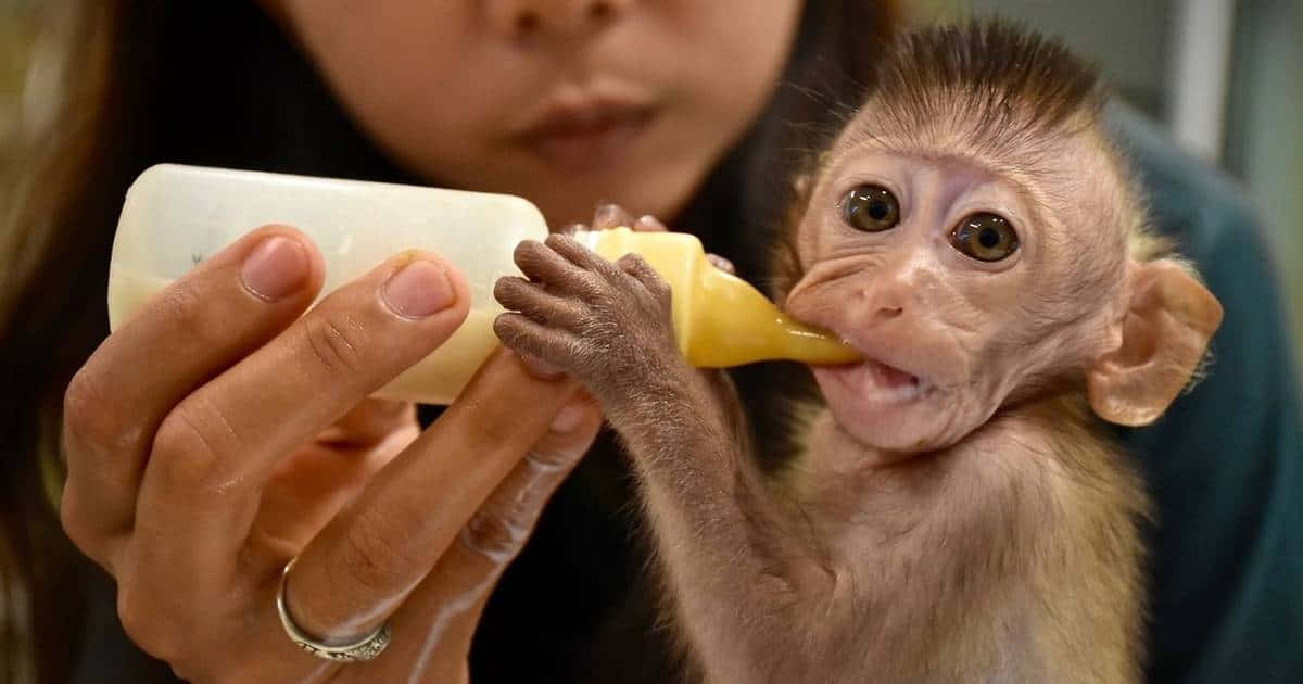 Adorable Baby Monkey