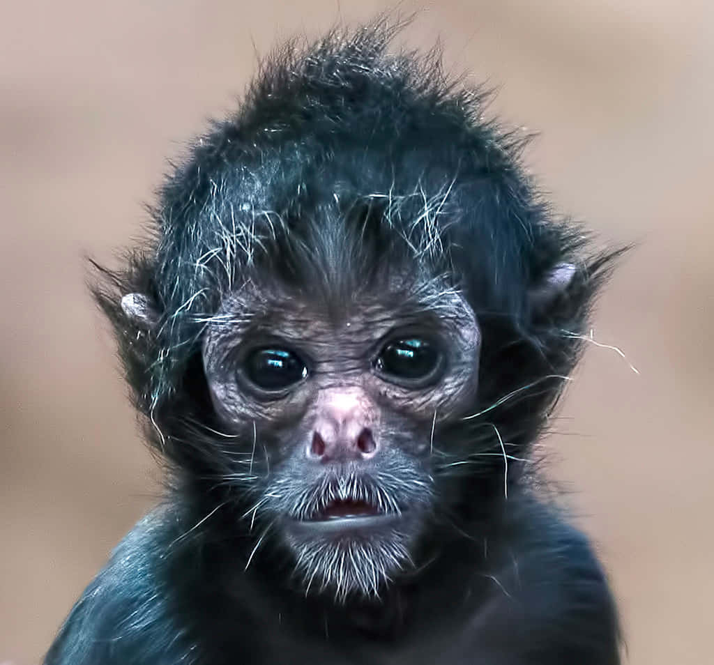 Bedårendebaby-abe Krammer