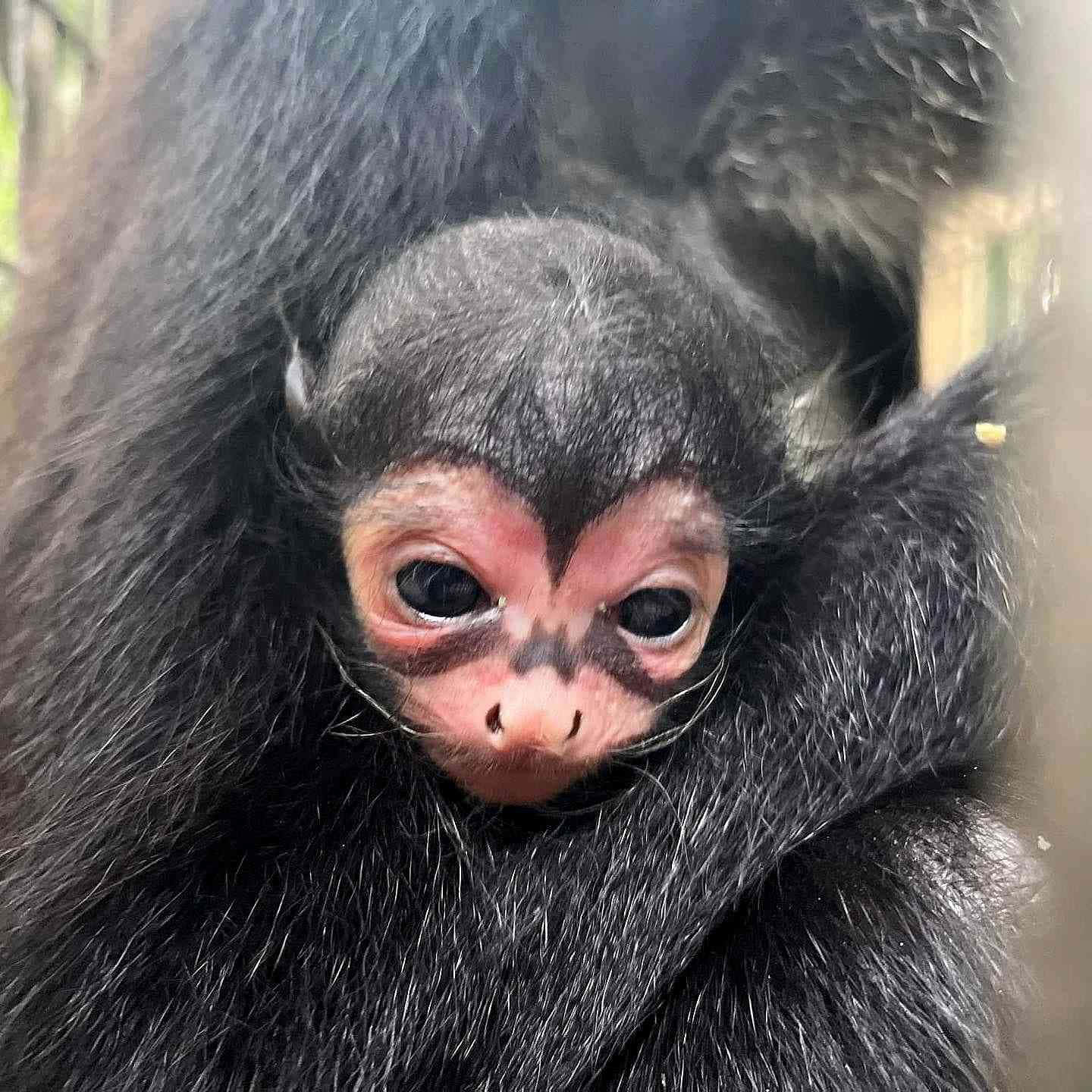 Cute Baby Monkey Gazing Playfully