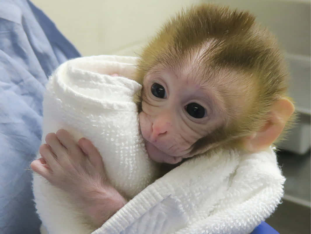 A Baby Monkey Is Being Held In A Towel