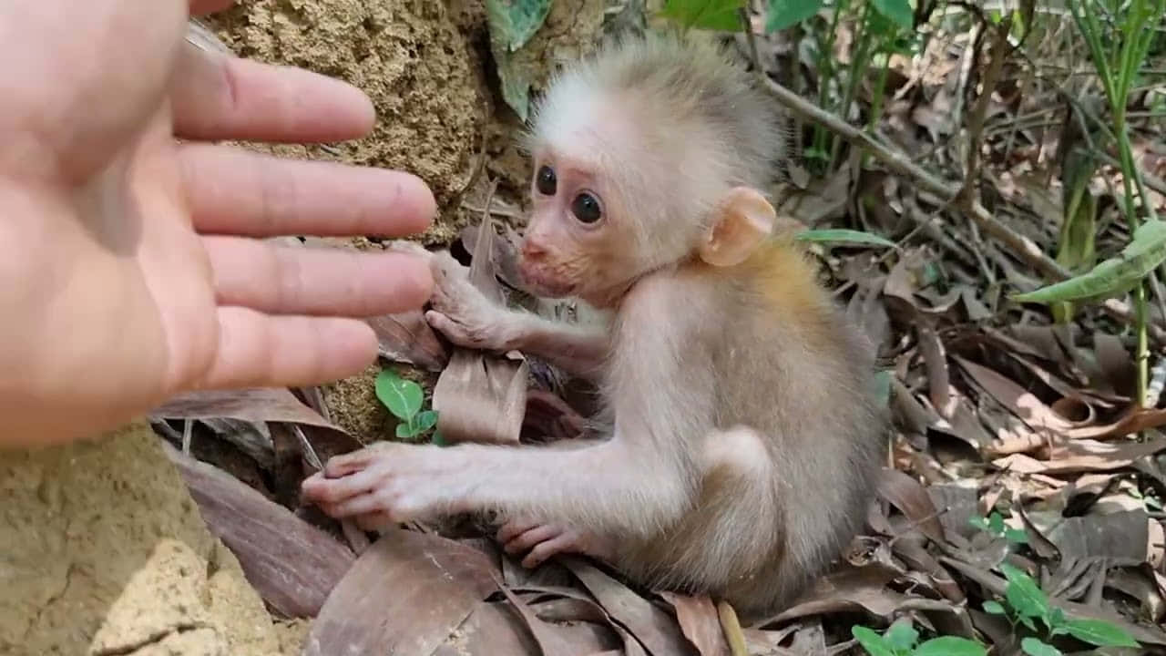 Unbebé Mono Acurrucado Con Su Madre