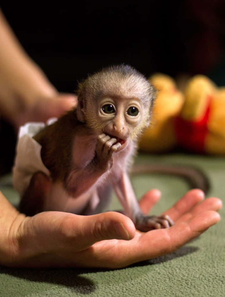 Cute Baby Monkey Gives a Smile