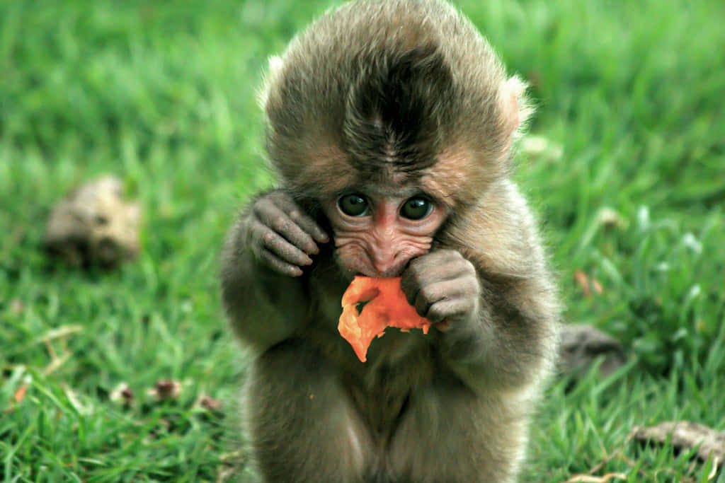 A baby monkey reaches for a banana