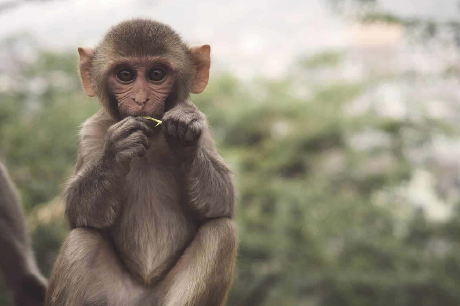 A Unique Baby Monkey Taking In Its Surroundings