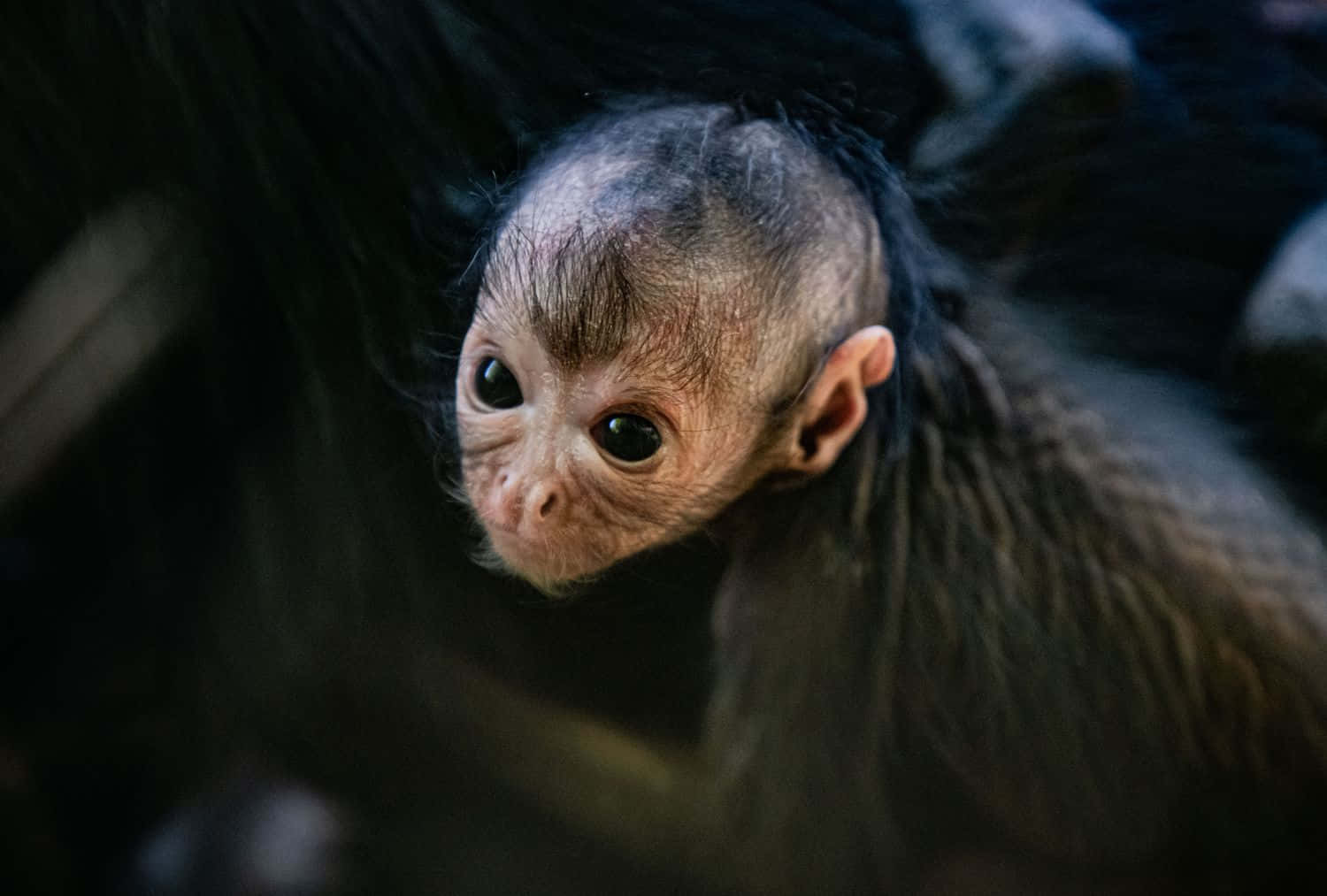 Adorable Baby Monkey!