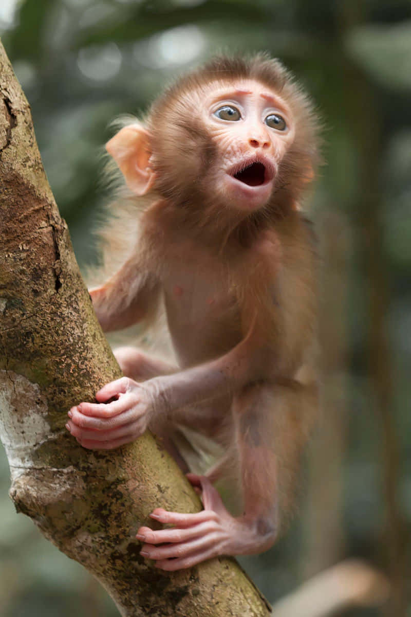 Awe-Inspiring Baby Monkey Enjoying a Playful Day