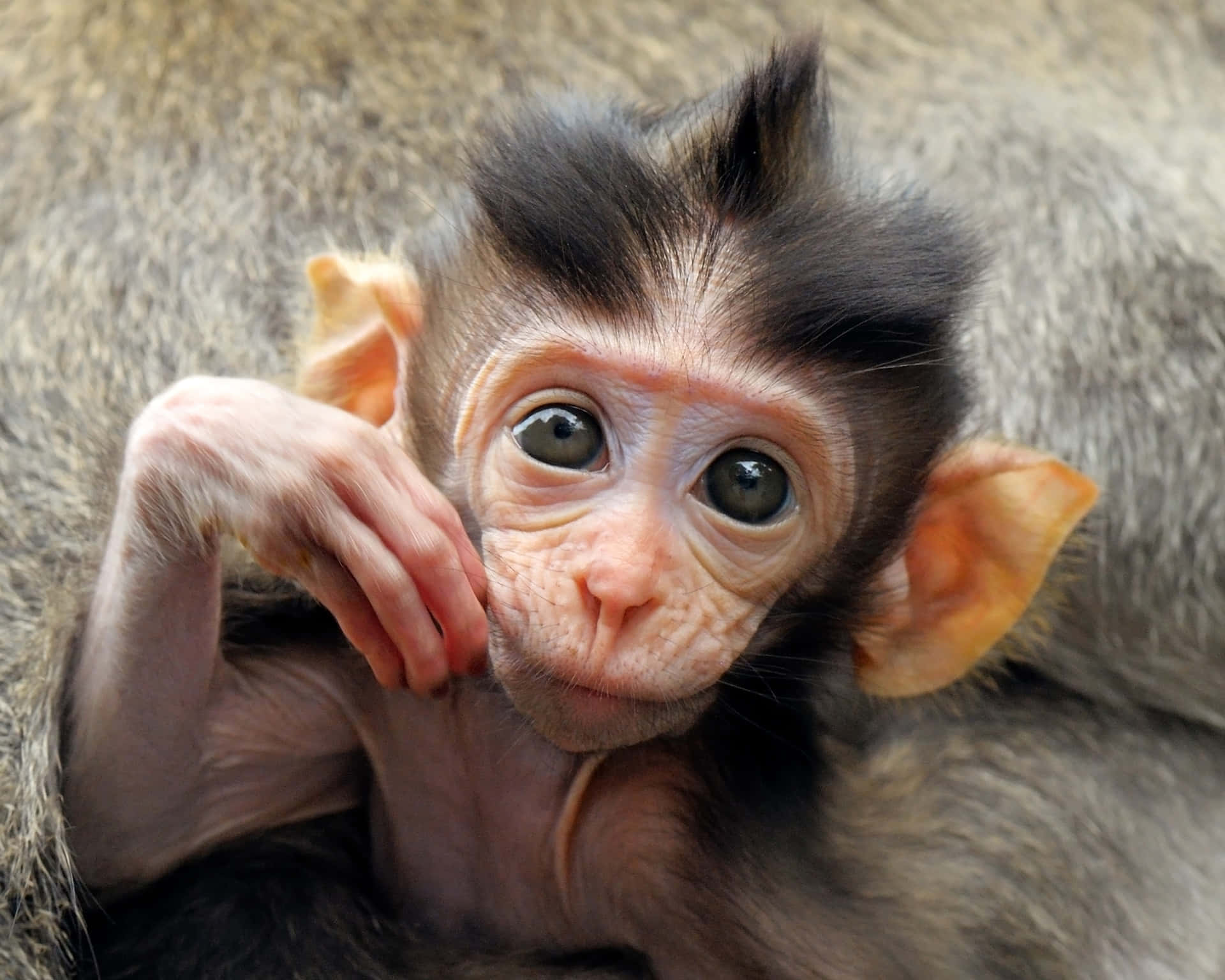 A sweet baby monkey pauses to take in the world around it.