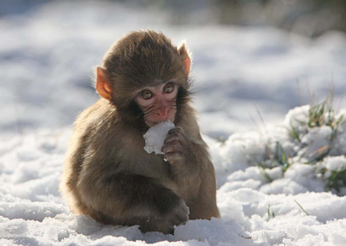 a monkey is sitting in the snow eating a piece of snow