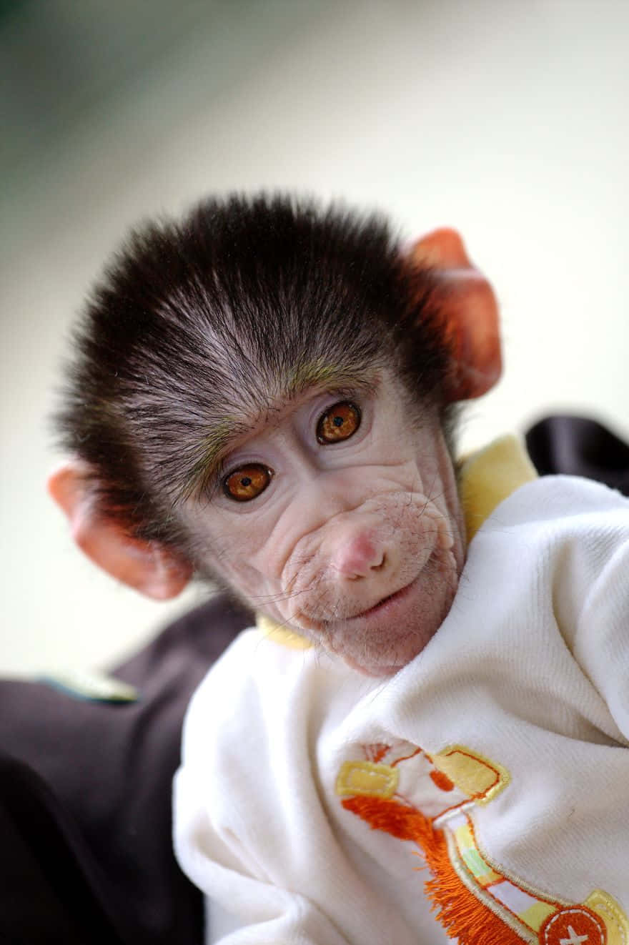"Cutesy Cheeky Baby Monkey"