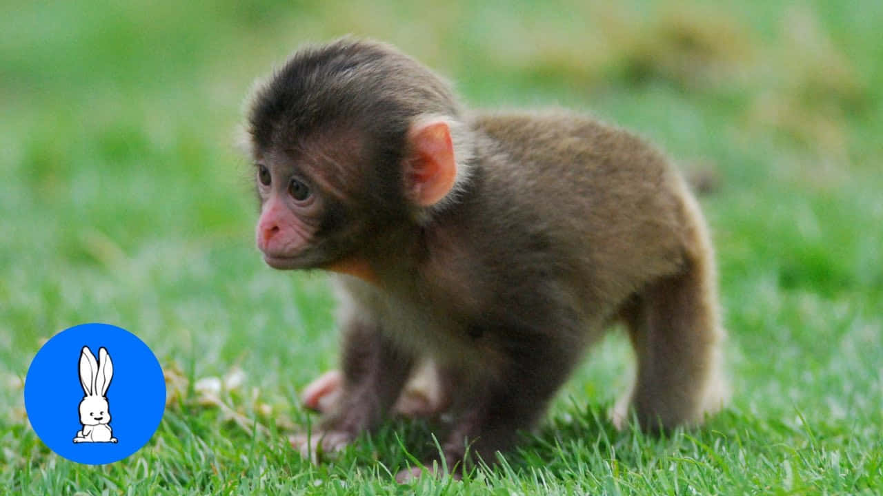 Estelindo Bebé Mono Ha Robado Nuestros Corazones Con Sus Ojos Grandes Y Su Curiosidad Natural.