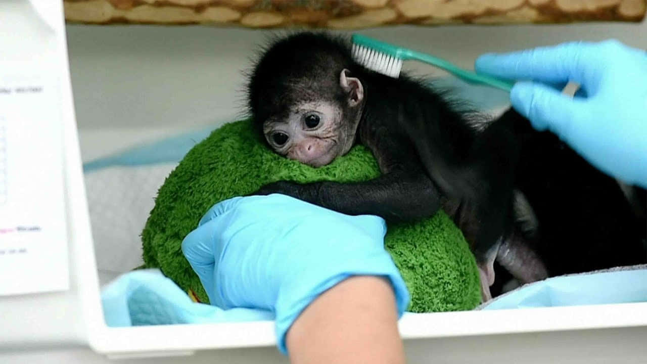 An adorable baby monkey enjoying the warm sunshine