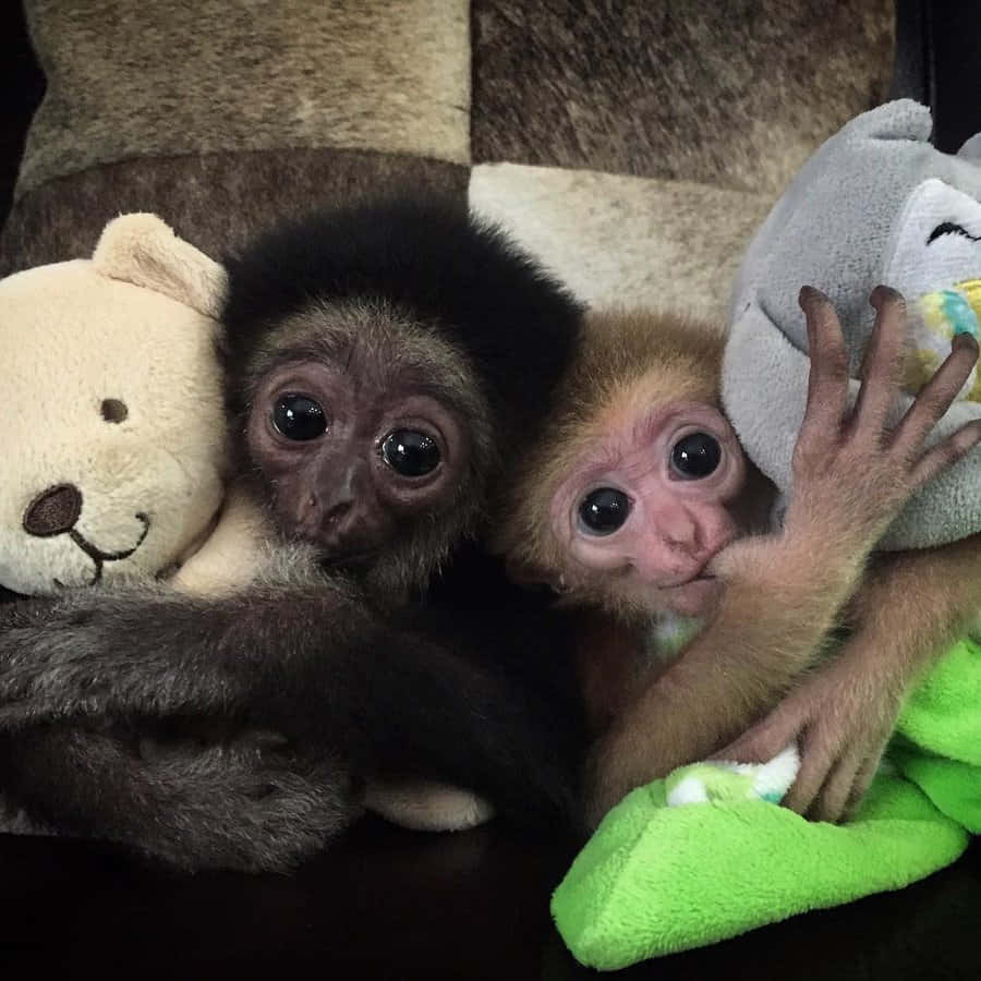 Adorablebebé Mono Disfrutando De Su Plátano.