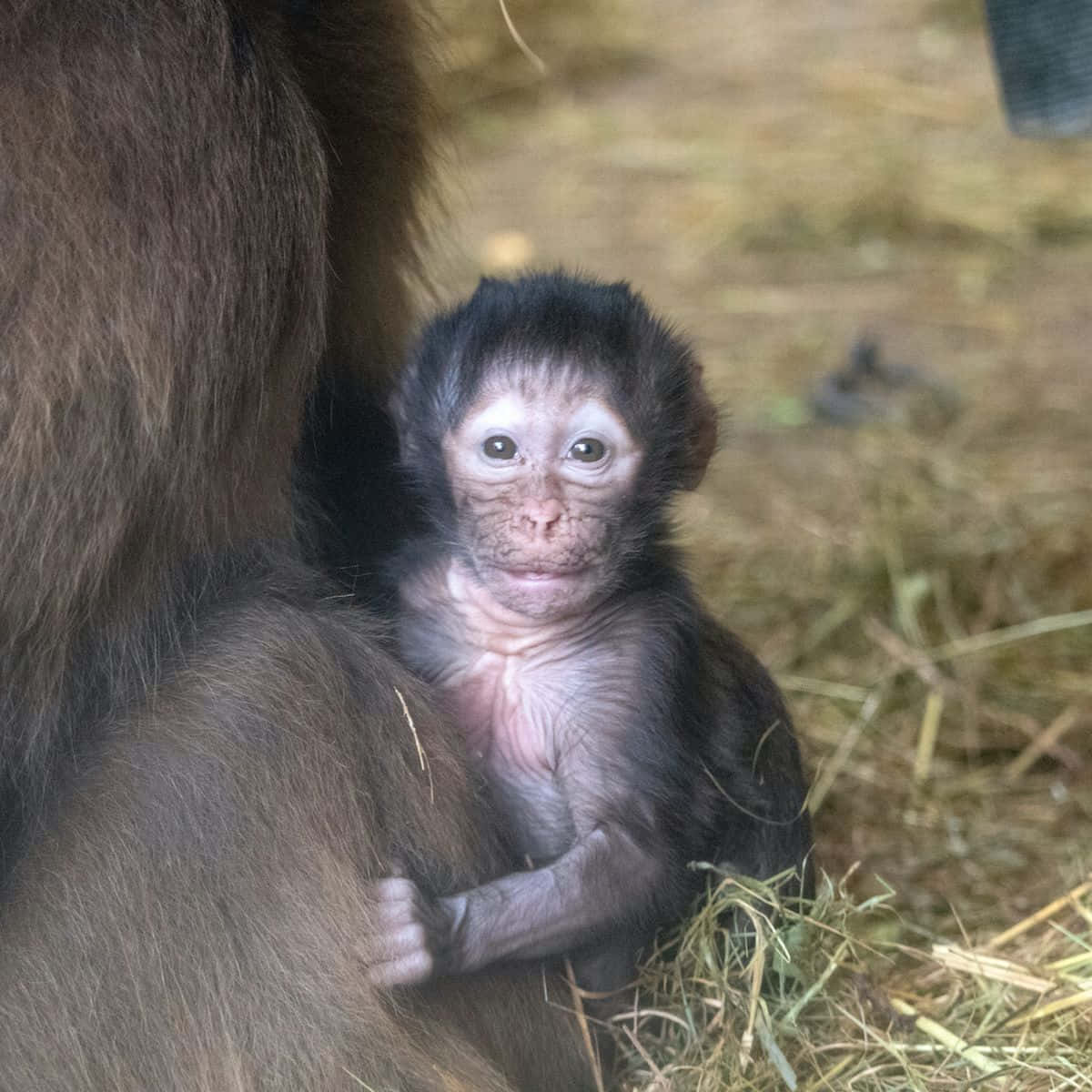 “Adorable Baby Monkey”